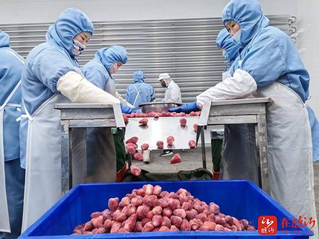八湖镇：绿色果蔬产业“链”动全球（标志性链看临沂）开元棋牌走在前、挑大梁·产业链