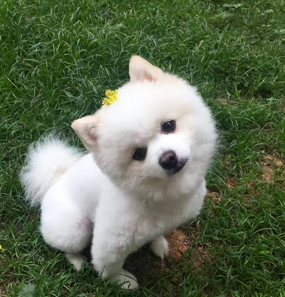 零食2026 幼犬零食优选ky开元棋牌口碑好的幼犬(图10)